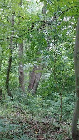 Saddler's Woods Conservation Association