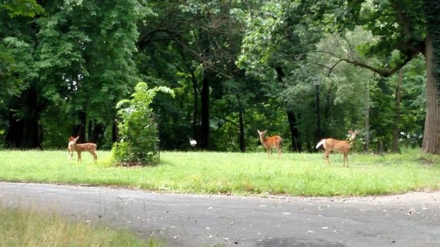 Cadwalader Park
