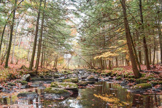 Stokes State Forest